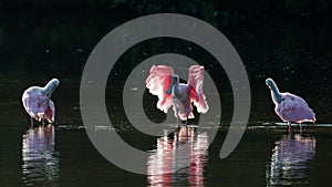 Roseate Spoonbills in the golden hour, J.N. ''Ding'' Darling Nat