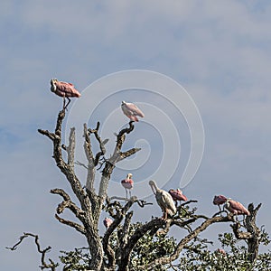 Roseate Spoonbills and an Ibis in a Textured Tree