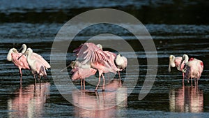 Roseate Spoonbills, J.N. 'Ding' Darling National Wildlife Refuge, Sanibel Island, Florida