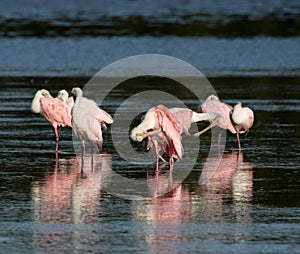 Roseate Spoonbills, J.N. 'Ding' Darling National Wildlife Refuge, Sanibel Island, Florida