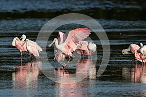 Roseate Spoonbills, J.N. 'Ding' Darling National Wildlife Refuge, Sanibel Island, Florida