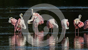 Roseate Spoonbills, J.N. 'Ding' Darling National Wildlife Refuge, Sanibel Island, Florida