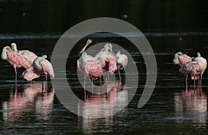 Roseate Spoonbills, J.N. 'Ding' Darling National Wildlife Refuge, Sanibel Island, Florida