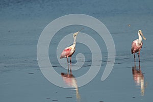 Roseate Spoonbills, J.N. 'Ding' Darling National Wildlife Refuge, Sanibel Island, Florida