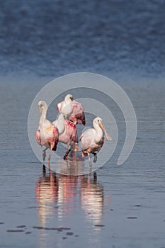 Roseate Spoonbills, J.N. 'Ding' Darling National Wildlife Refuge, Sanibel Island, Florida