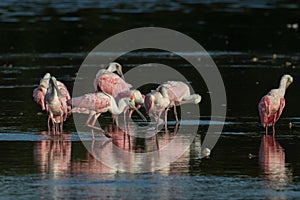 Roseate Spoonbills, J.N. 'Ding' Darling National Wildlife Refuge, Sanibel Island, Florida