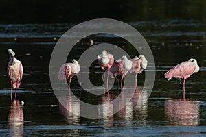 Roseate Spoonbills, J.N. 'Ding' Darling National Wildlife Refuge, Sanibel Island, Florida