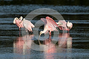 Roseate Spoonbills, J.N. 'Ding' Darling National Wildlife Refuge, Sanibel Island, Florida