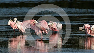 Roseate Spoonbills, J.N. 'Ding' Darling National Wildlife Refuge, Sanibel Island, Florida