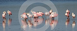 Roseate Spoonbills, J.N. 'Ding' Darling National Wildlife Refuge, Sanibel Island, Florida