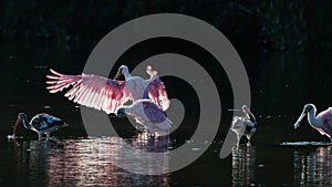 Roseate Spoonbills and juvenile white ibis (Eudocimus albus) in