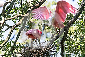 Roseate Spoonbills Nesting