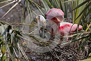 Roseate Spoonbills photo