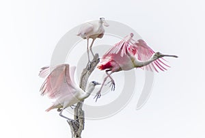 Roseate Spoonbills Perch Flying Wings