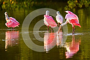 Roseate spoonbills (Platalea ajaja)