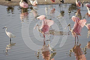 Roseate Spoonbills preening photo