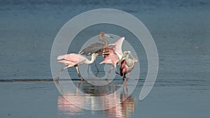 Roseate Spoonbills and Reddish Egret, J.N. 'Ding' Darling National Wildlife Refuge, Sanibel Island, Florida