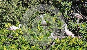 Roseate Spoonbills at Sian Ka\'an biosphere