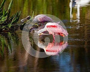 Roseate Spoonbills in a South Florida nature preserve