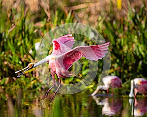 Roseate Spoonbills in a South Florida nature preserve