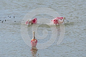 Roseate Spoonbills Stirring up the Water for Feeding