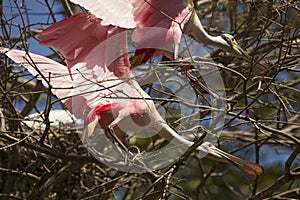 Roseate spoonbills with stretched necks at a Florida rookery