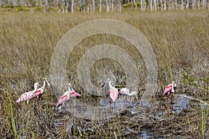 Roseate Spoonbills in a swamp