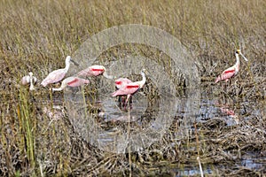 Roseate Spoonbills in a swamp