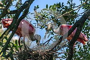 Roseate Spoonbills Tend the Nest photo