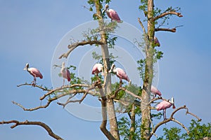 Roseate Spoonbills On A Tree photo