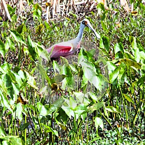 Roseate Spoonbills are very unique and stunning in appearance.