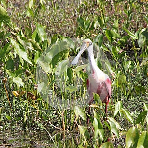 Roseate Spoonbills are very unique and stunning in appearance.