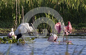 Roseate spoonbills and wood stork