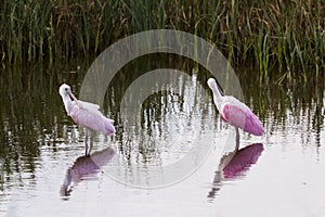 Roseate spoonhill