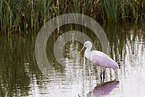 Roseate spoonhill