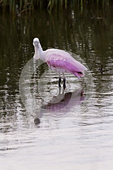 Roseate spoonhill