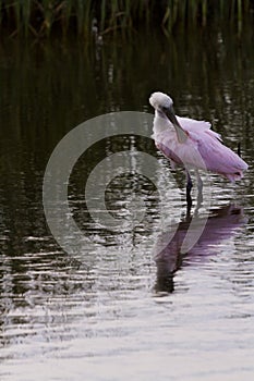 Roseate spoonhill