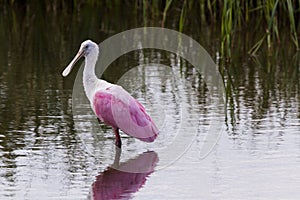 Roseate spoonhill