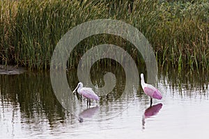 Roseate spoonhill
