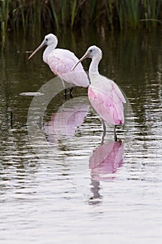Roseate spoonhill