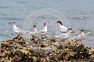 Roseate Tern Adult and Juvenile perching on stone