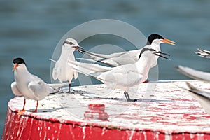 Roseate Tern and Black-naped Tern`s Adult and Juvenile perching on buoy