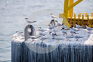 Roseate Tern and Black-naped Tern`s Adult and Juvenile perching on buoy