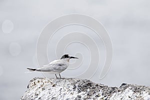 Roseate Tern, Sterna dougallii