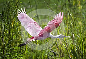 Roseatte Spoonbill In Flight photo