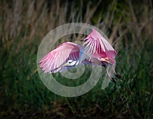 Roseatte spoonbill flying in for landing photo