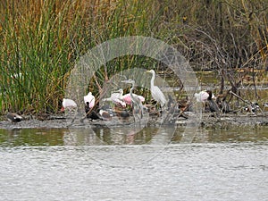 Several Waterbirds Sitting on Shore photo