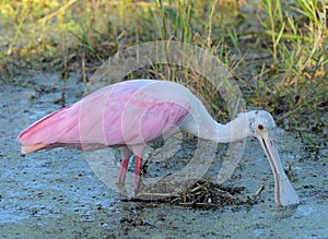 Roseatte Spoonbill in The Florida Wetlands photo