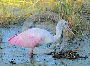 Roseatte Spoonbill in The Florida Wetlands photo