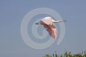 ROSEATTE SPOONBILL platalea ajaja, ADULT IN FLIGHT, LOS LIANOS IN VENEZUELA photo